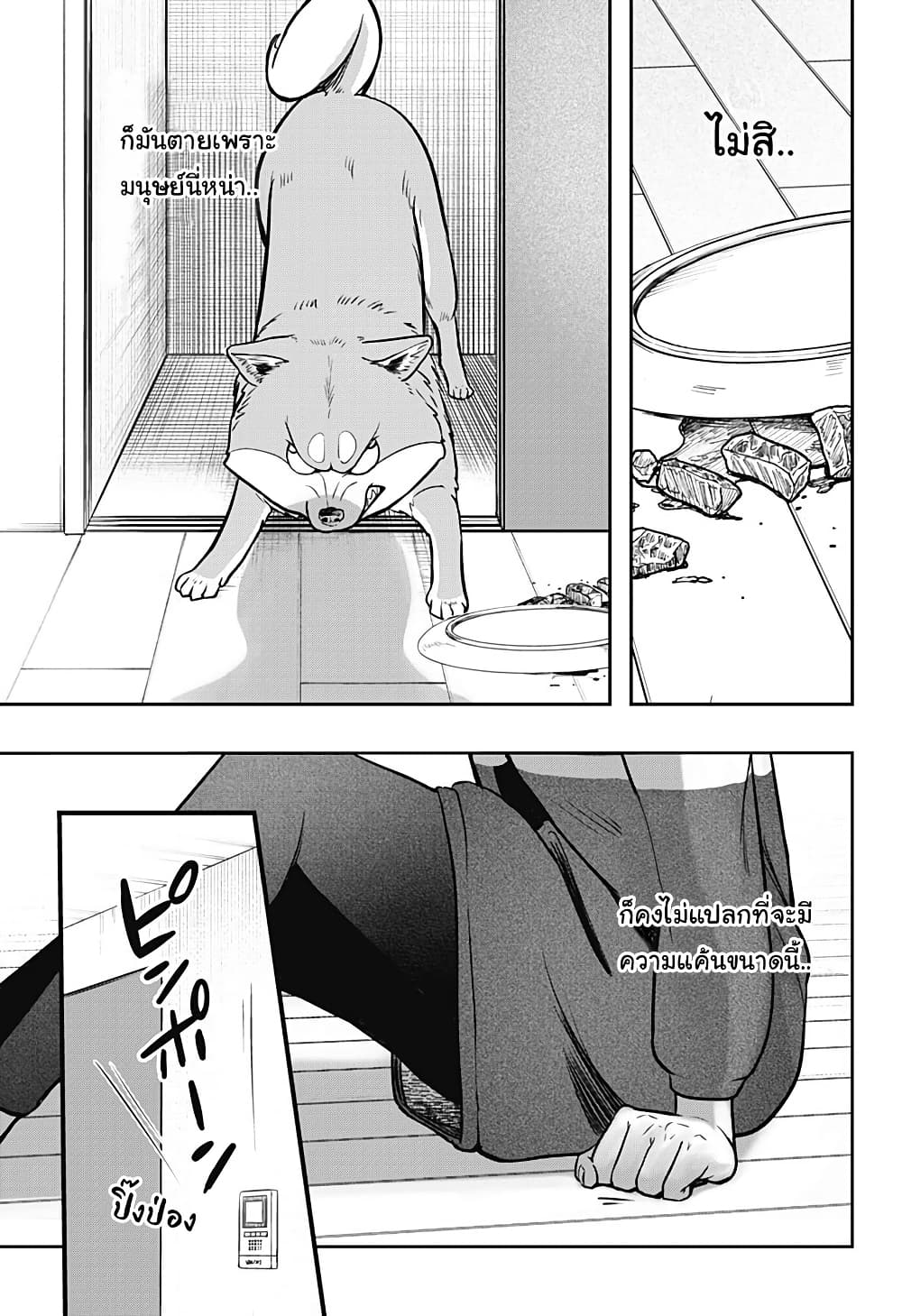 Shiba Inu Rooms page 42